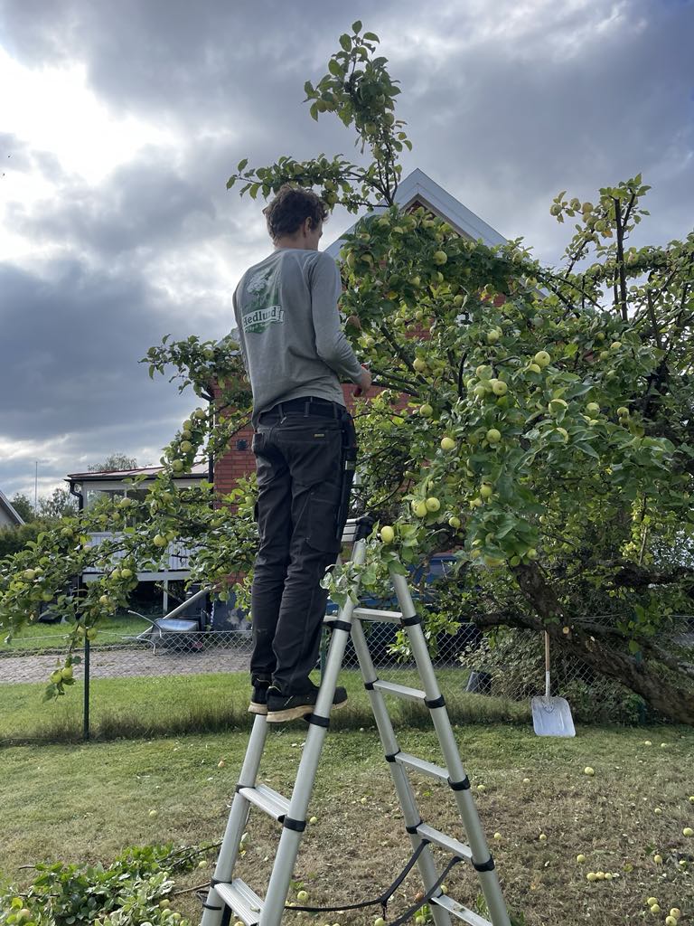 Trädbeskärning av fruktträd. Äppelträd